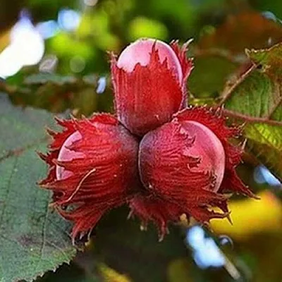 Фундук КРАСНЫЙ ЯНТАРЬ  Фундук КРАСНЫЙ ЯНТАРЬ в Чебоксарах