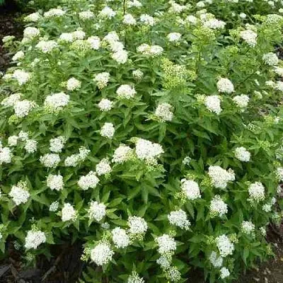 Спирея АЛЬБИФЛОРА японская  Спирея АЛЬБИФЛОРА японская в Чебоксарах