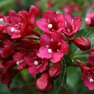 Вейгела ЕВА РАТКЕ  Вейгела ЕВА РАТКЕ в Чебоксарах