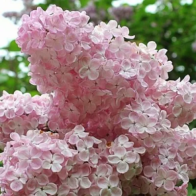 Сирень ВЕЧЕРНИЙ ЗВОН  Сирень ВЕЧЕРНИЙ ЗВОН в Чебоксарах