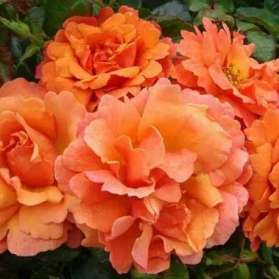 Саженцы роз БРИДЖ ОФ САЙЗ плетистая  Саженцы роз БРИДЖ ОФ САЙЗ плетистая в Чебоксарах