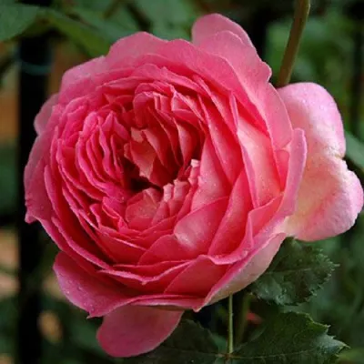 Саженцы роз ДЖУБИЛИ СЕЛЕБРЕЙШН английская в Чебоксарах