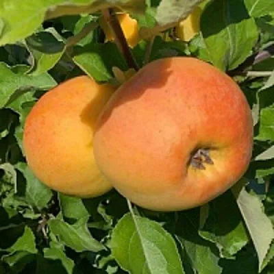 Яблоня АНТОНОВКА ЗОЛОТАЯ  Яблоня АНТОНОВКА ЗОЛОТАЯ в Чебоксарах