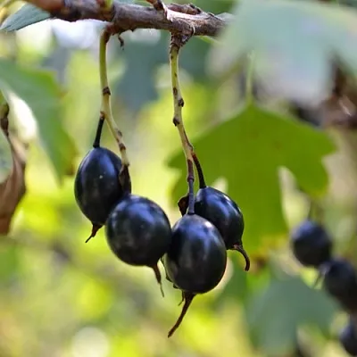 Смородина золотистая ДУСТЛИК  Смородина золотистая ДУСТЛИК в Чебоксарах