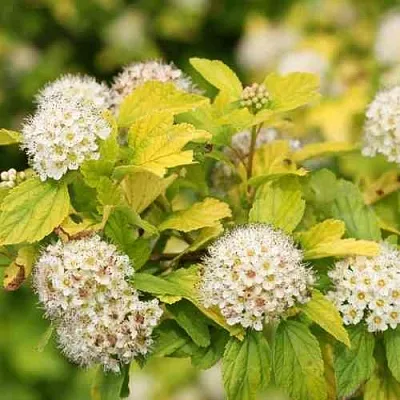 Пузыреплодник АНГЕЛ ГОЛД  Пузыреплодник АНГЕЛ ГОЛД в Чебоксарах