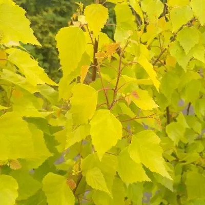 Берёза ГОЛДЕН ОБЕЛИСК повислая   Берёза ГОЛДЕН ОБЕЛИСК повислая  в Чебоксарах