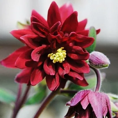 Аквилегия РУБИ ПОРТ обыкновенная  Аквилегия РУБИ ПОРТ обыкновенная в Чебоксарах