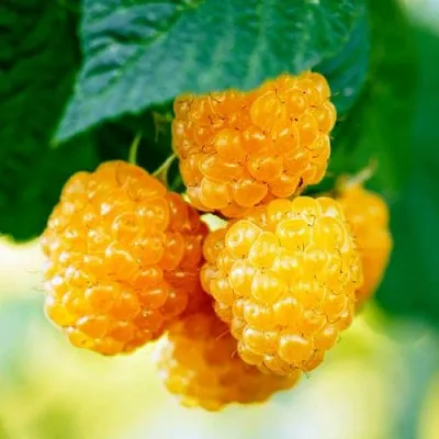 Малина МЕДОВАЯ  Малина МЕДОВАЯ в Чебоксарах