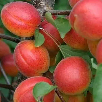 Абрикос НЬЮ-ДЖЕРСИ  Абрикос НЬЮ-ДЖЕРСИ в Чебоксарах