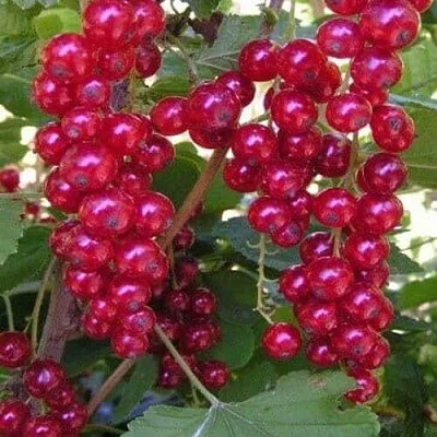 Смородина красная ПУРПУРНАЯ  Смородина красная ПУРПУРНАЯ в Чебоксарах