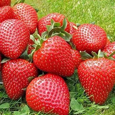 Клубника ЭЛИАНЕ в Чебоксарах