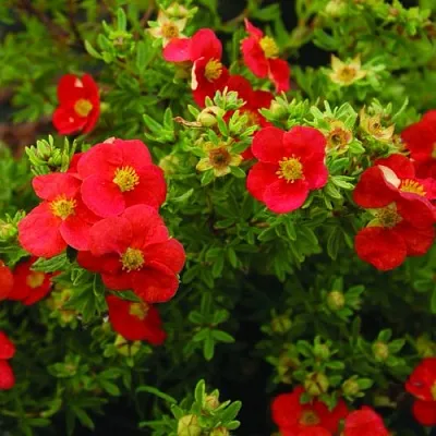 Лапчатка РЕД АЙС кустарниковая  Лапчатка РЕД АЙС кустарниковая в Чебоксарах