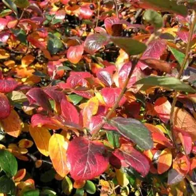 Кизильник блестящий — описание сорта Кизильник блестящий в Чебоксарах