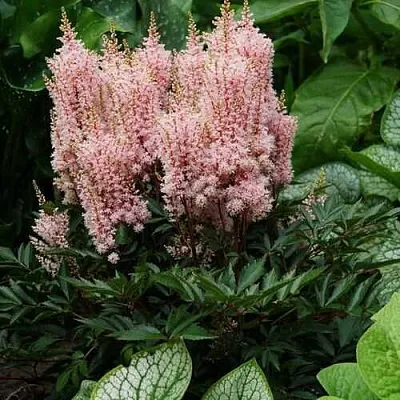 Астильба ЛУК ЭТ МИ японская  Астильба ЛУК ЭТ МИ японская в Чебоксарах