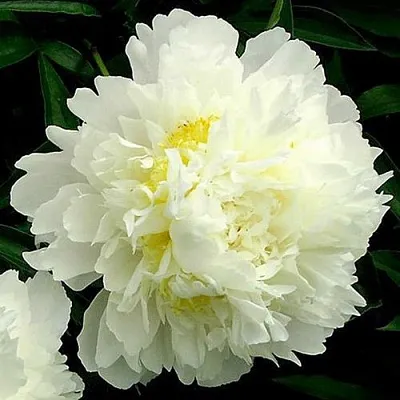 Пион ЗОЛОТОЙ ОРЕОЛ травянистый в Чебоксарах