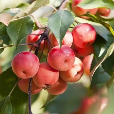 Яблоня ВИШНЕПЛОДНАЯ декоративная  Яблоня ВИШНЕПЛОДНАЯ декоративная в Чебоксарах