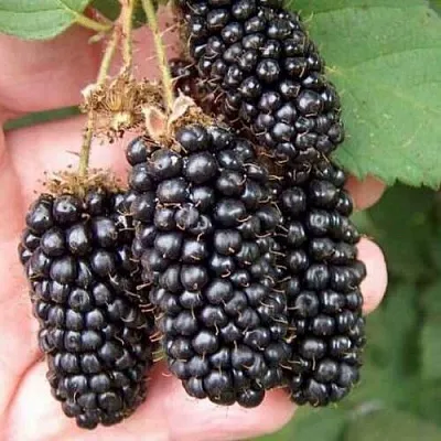 Ежевика ЛОХ НЕСС бесшипная  Ежевика ЛОХ НЕСС бесшипная в Чебоксарах