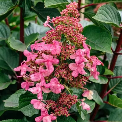 Гортензия ИНФИНИТИ метельчатая  Гортензия ИНФИНИТИ метельчатая в Чебоксарах