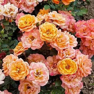 Саженцы роз ЭПРИКОТ КЛЕМЕНТИНА миниатюрная  Саженцы роз ЭПРИКОТ КЛЕМЕНТИНА миниатюрная в Чебоксарах