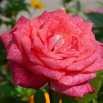 Саженцы роз ПЬЕР КАРДЕН чайно-гибридная  Саженцы роз ПЬЕР КАРДЕН чайно-гибридная в Чебоксарах