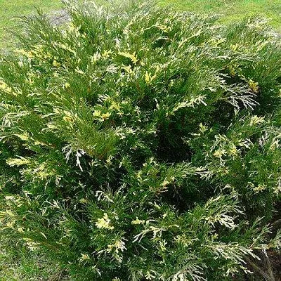 Можжевельник АНДОРА ВАРИЕГАТА горизонтальный  Можжевельник АНДОРА ВАРИЕГАТА горизонтальный в Чебоксарах