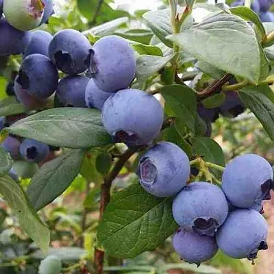 Голубика ХАРРИСОН  Голубика ХАРРИСОН в Чебоксарах