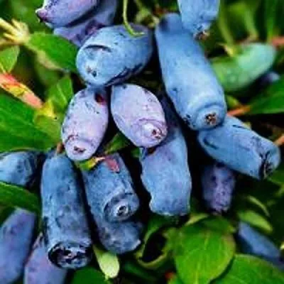 Жимолость съедобная ВОЛХОВА  Жимолость съедобная ВОЛХОВА в Чебоксарах