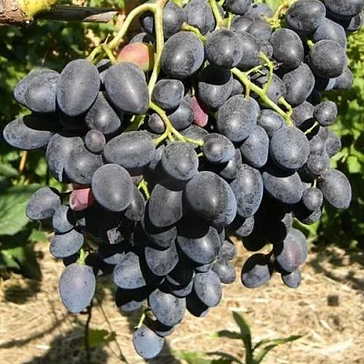 Виноград НАДЕЖДА АЗОС  Виноград НАДЕЖДА АЗОС в Чебоксарах