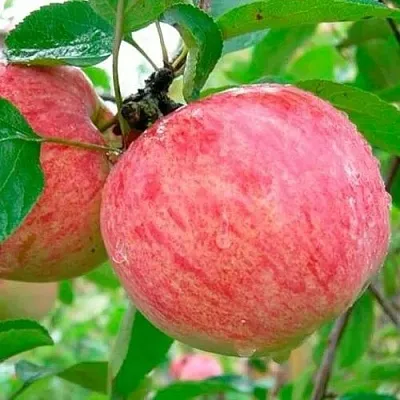 Яблоня КОРИЧНОЕ ПОЛОСАТОЕ  Яблоня КОРИЧНОЕ ПОЛОСАТОЕ в Чебоксарах