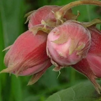 Фундук АКАДЕМИК ЯБЛОКОВ  Фундук АКАДЕМИК ЯБЛОКОВ в Чебоксарах