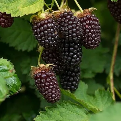 Ежемалина в Чебоксарах