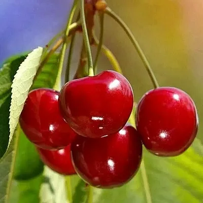 Черешня ТЕРЕМОШКА  Черешня ТЕРЕМОШКА в Чебоксарах