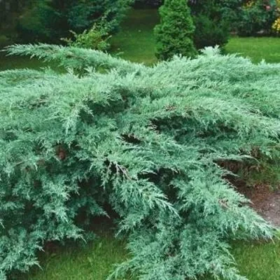 Можжевельник ГРЕЙ ОУЛ виргинский в Чебоксарах
