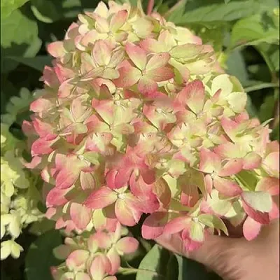 Гортензия ЛИТТЛ ЛАВ метельчатая  Гортензия ЛИТТЛ ЛАВ метельчатая в Чебоксарах