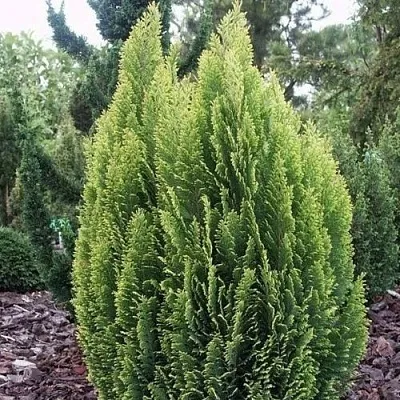 Кипарисовик ЭЛВУДИ ЭМПАЙР лавсана  Кипарисовик ЭЛВУДИ ЭМПАЙР лавсана в Чебоксарах