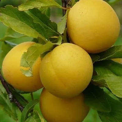 Слива СОЛНЫШКО в Чебоксарах