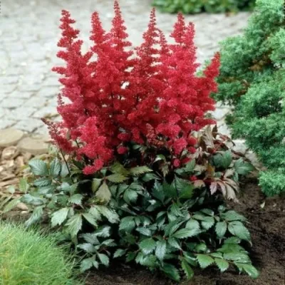 Астильба МОНТГОМЕРИ японская — описание сорта Астильба МОНТГОМЕРИ японская в Чебоксарах
