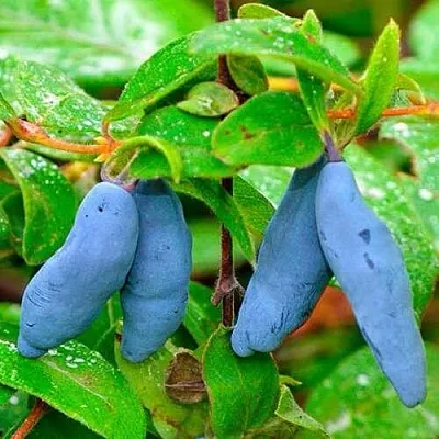 Жимолость съедобная МОРЕНА в Чебоксарах