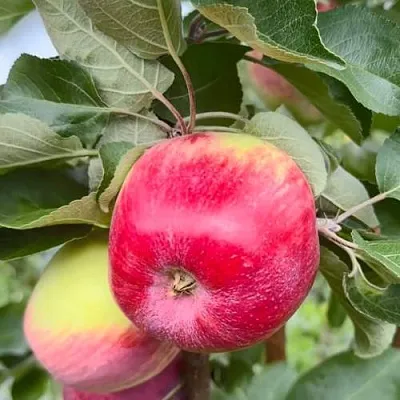 Яблоня АРБАТ колонновидная  Яблоня АРБАТ колонновидная в Чебоксарах