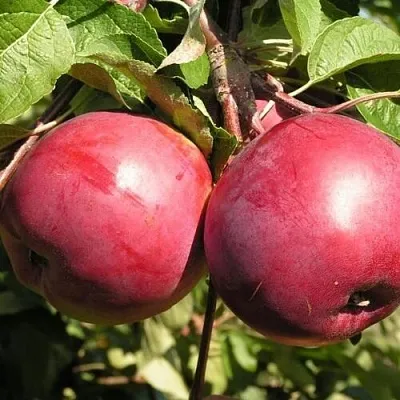 Яблоня ДАРУНАК  Яблоня ДАРУНАК в Чебоксарах