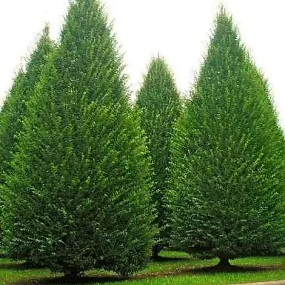 Граб   Граб  в Чебоксарах