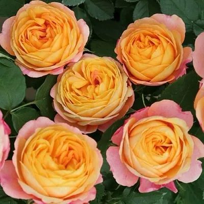 Саженцы роз БЕБИ РОМАНТИКА миниатюрная  Саженцы роз БЕБИ РОМАНТИКА миниатюрная в Чебоксарах