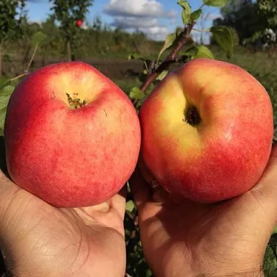 Яблоня КОВРОВОЕ стелющаяся  Яблоня КОВРОВОЕ стелющаяся в Чебоксарах