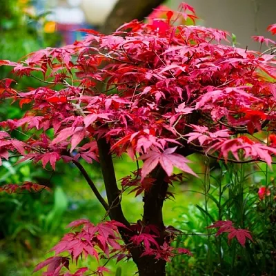 Клен дланевидный АТРОПУРПУРЕУМ в Чебоксарах