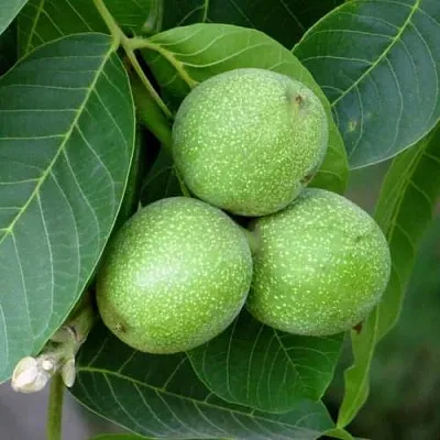 Грецкий орех ЮРИЙ ГАГАРИН  Грецкий орех ЮРИЙ ГАГАРИН в Чебоксарах