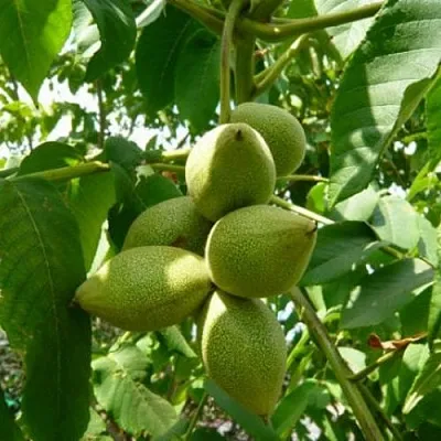 Маньчжурский орех   Маньчжурский орех  в Чебоксарах