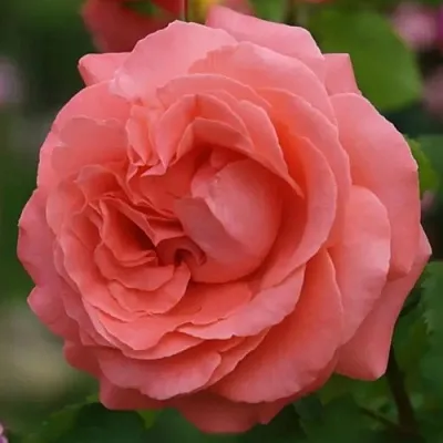 Саженцы роз ДИДИ БРИДЖУОТЕР плетистая  Саженцы роз ДИДИ БРИДЖУОТЕР плетистая в Чебоксарах