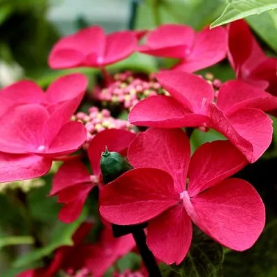 Гортензия РОТШВАНЦ крупнолистная  Гортензия РОТШВАНЦ крупнолистная в Чебоксарах