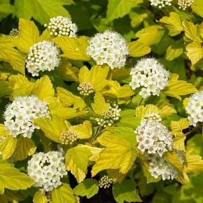 Пузыреплодник ДАРТС ГОЛД  Пузыреплодник ДАРТС ГОЛД в Чебоксарах