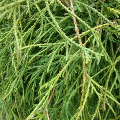 Кипарисовик ФИЛИФЕРА НАНА горохоплодный в Чебоксарах